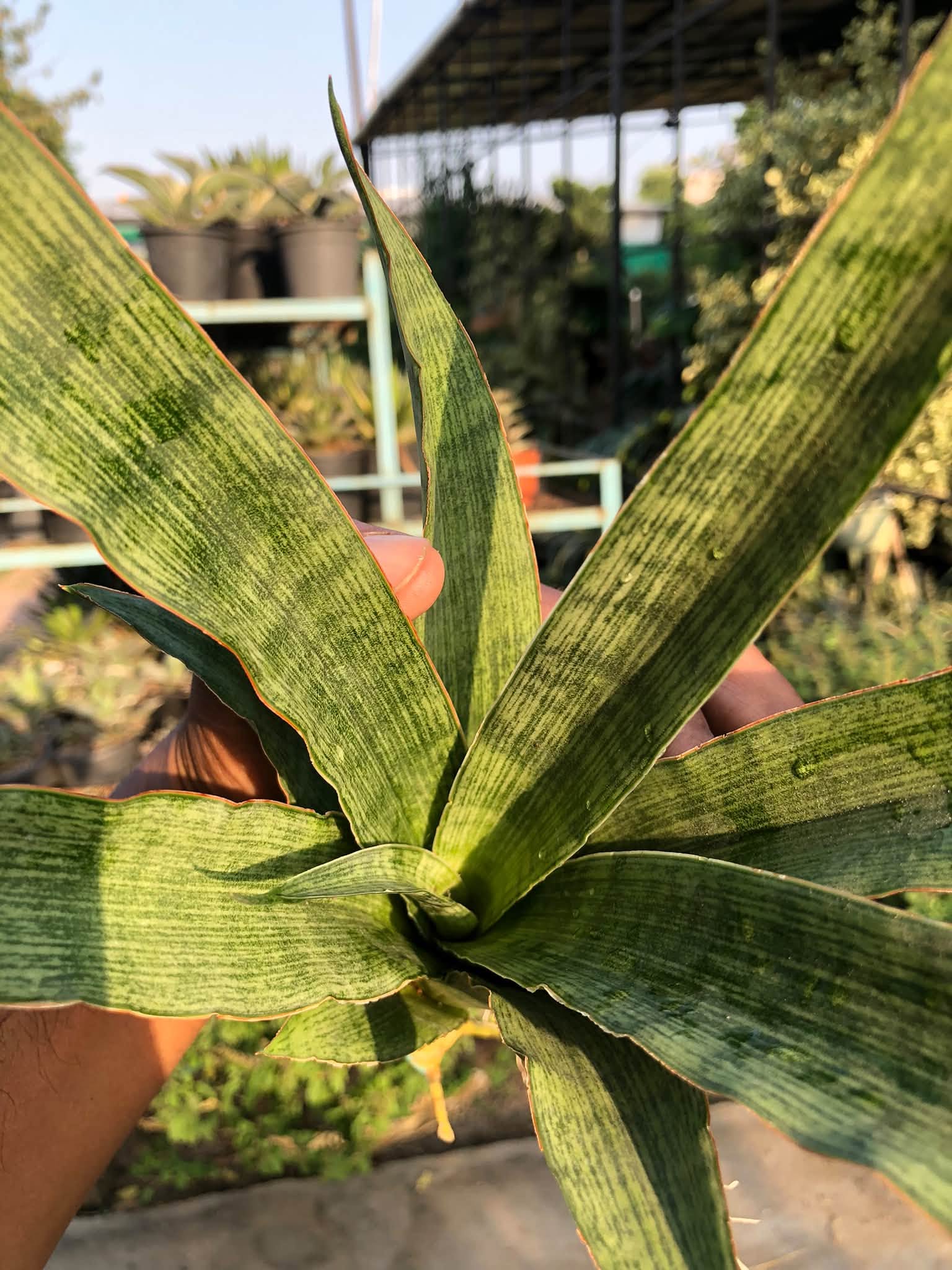 SANSEVIERIA LALYI