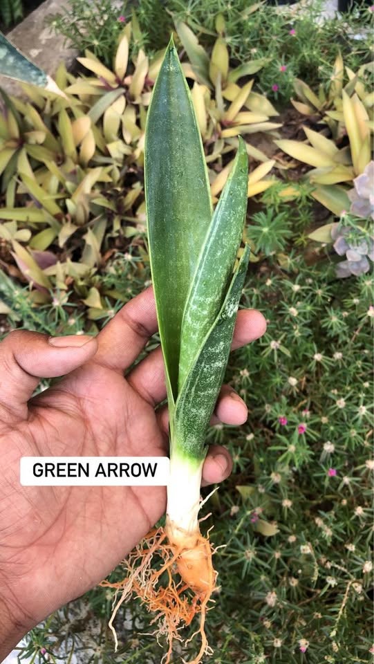 Combo of 5 Sansevieria