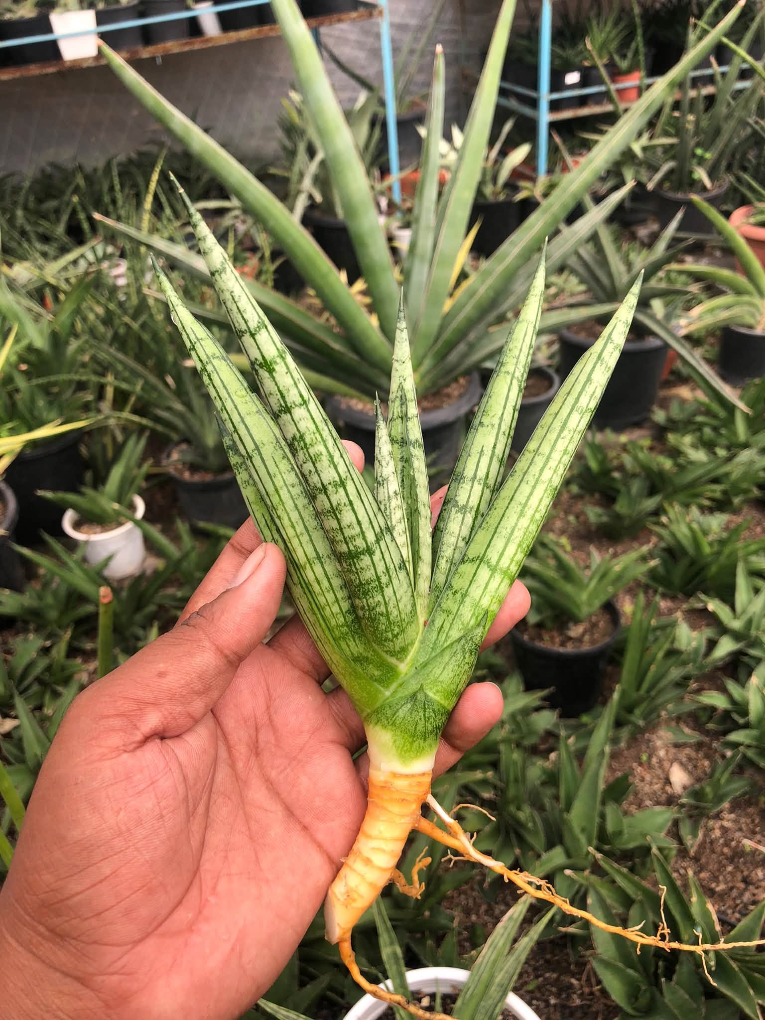 SANSEVIERIA MANJHA