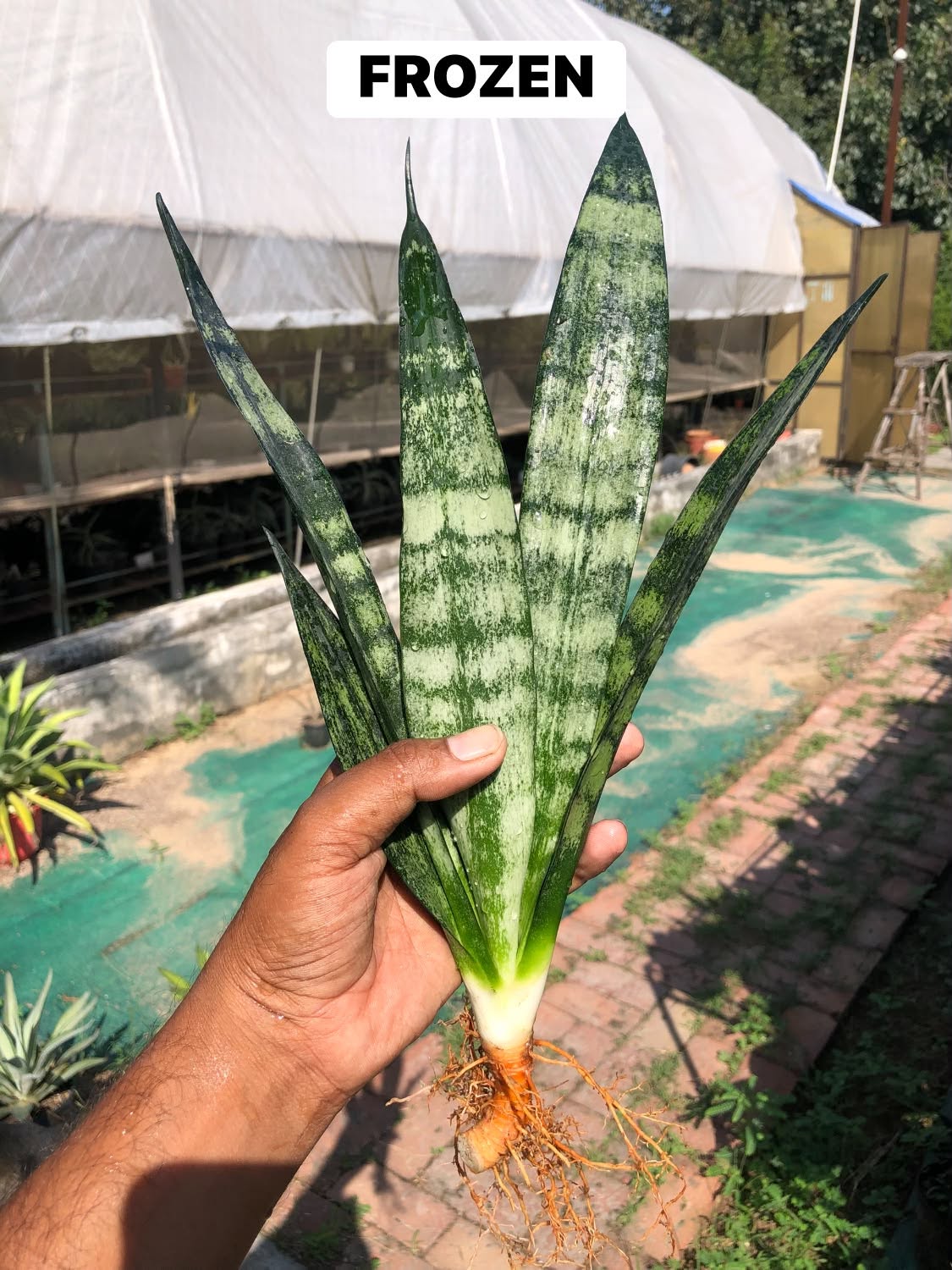COMBO NO. 39 : COMBO OF 4 LARGE SANSEVIERIA
