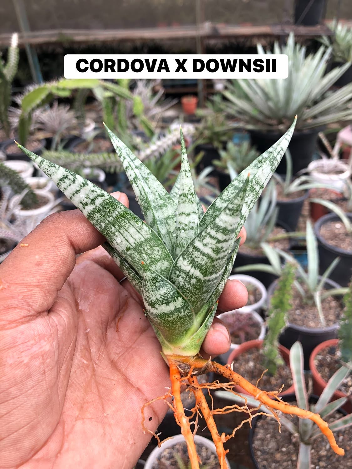 COMBO NO 33 : COMBO OF 5 SANSEVIERIA