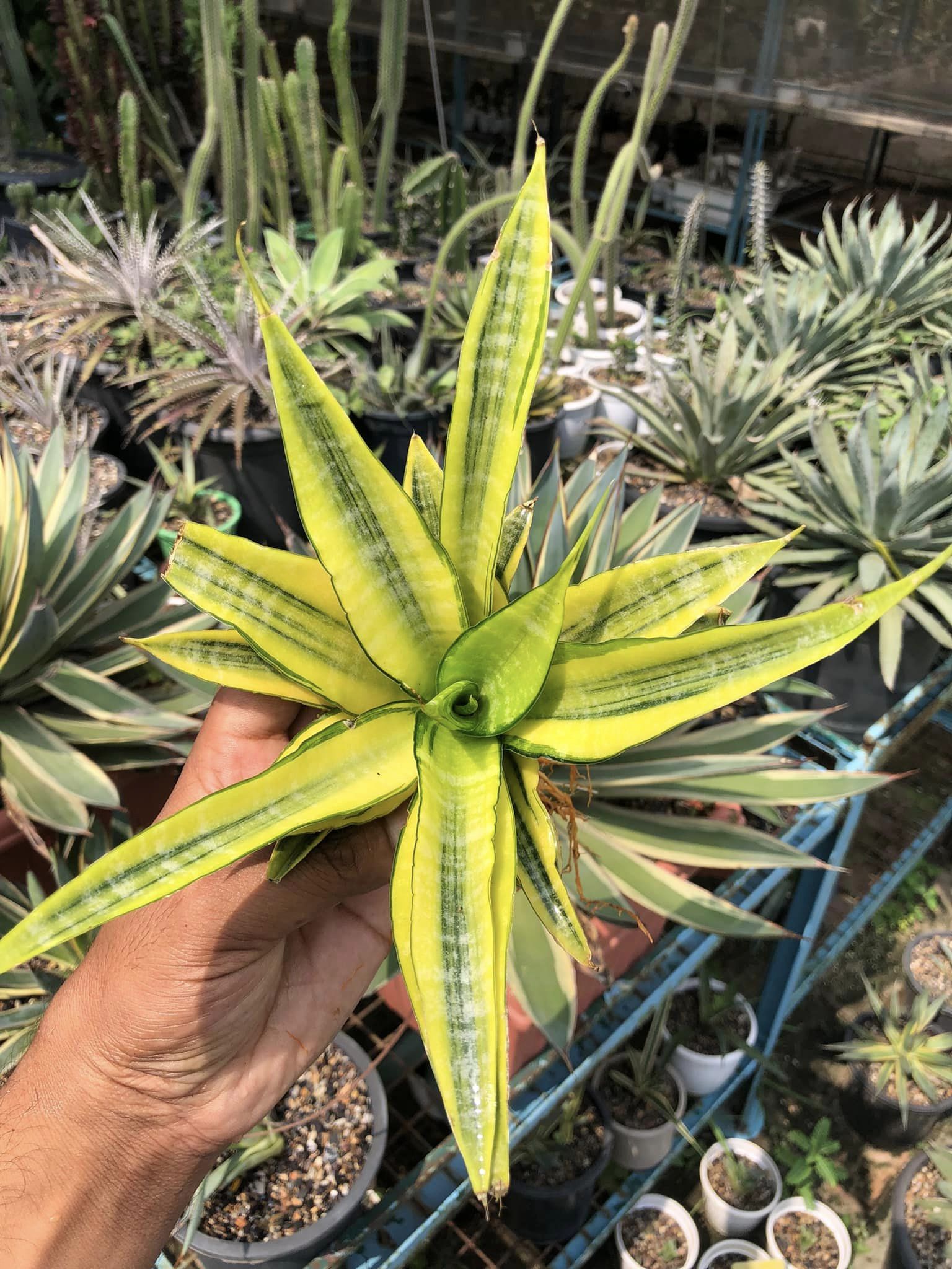 SANSEVIERIA CORDOVA VARIEGATED