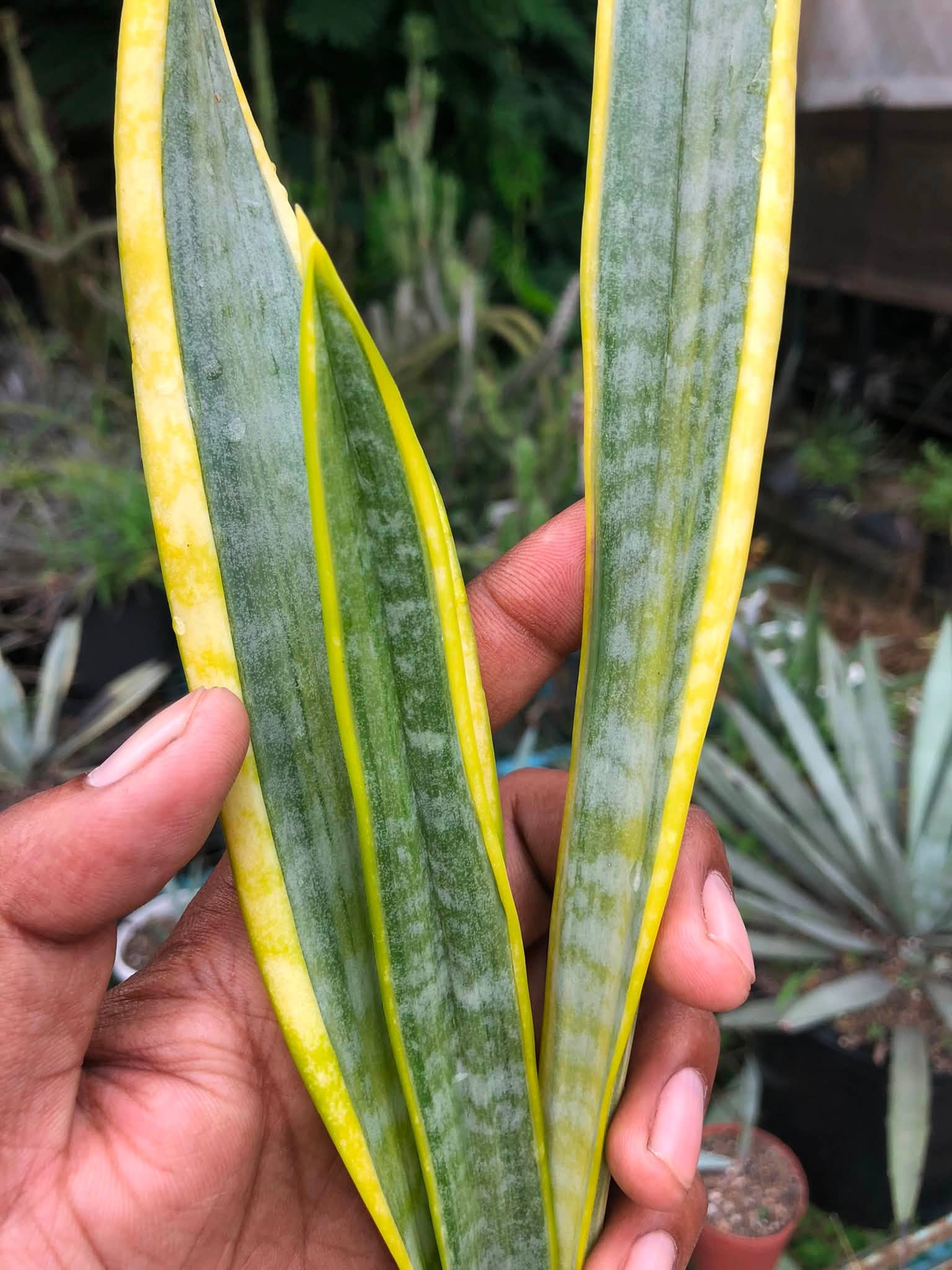 Sansevieria Trifaciata 'Aslaam'