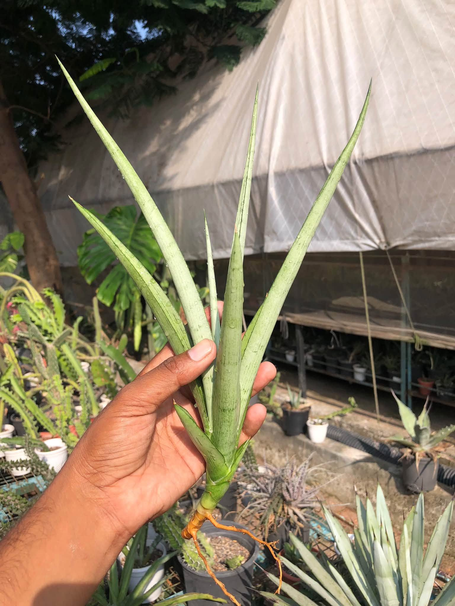 SANSEVIERIA KASIH