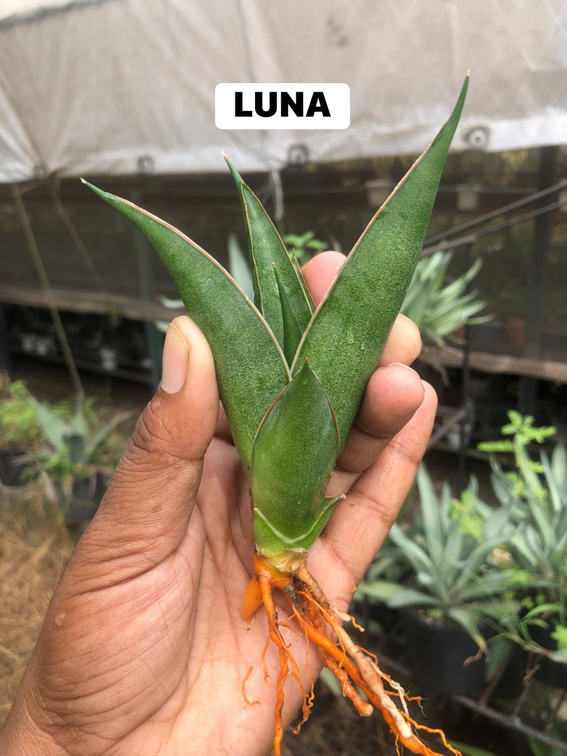 Combo No 26 : Sansevieria COMBO OF 5 PLANTS