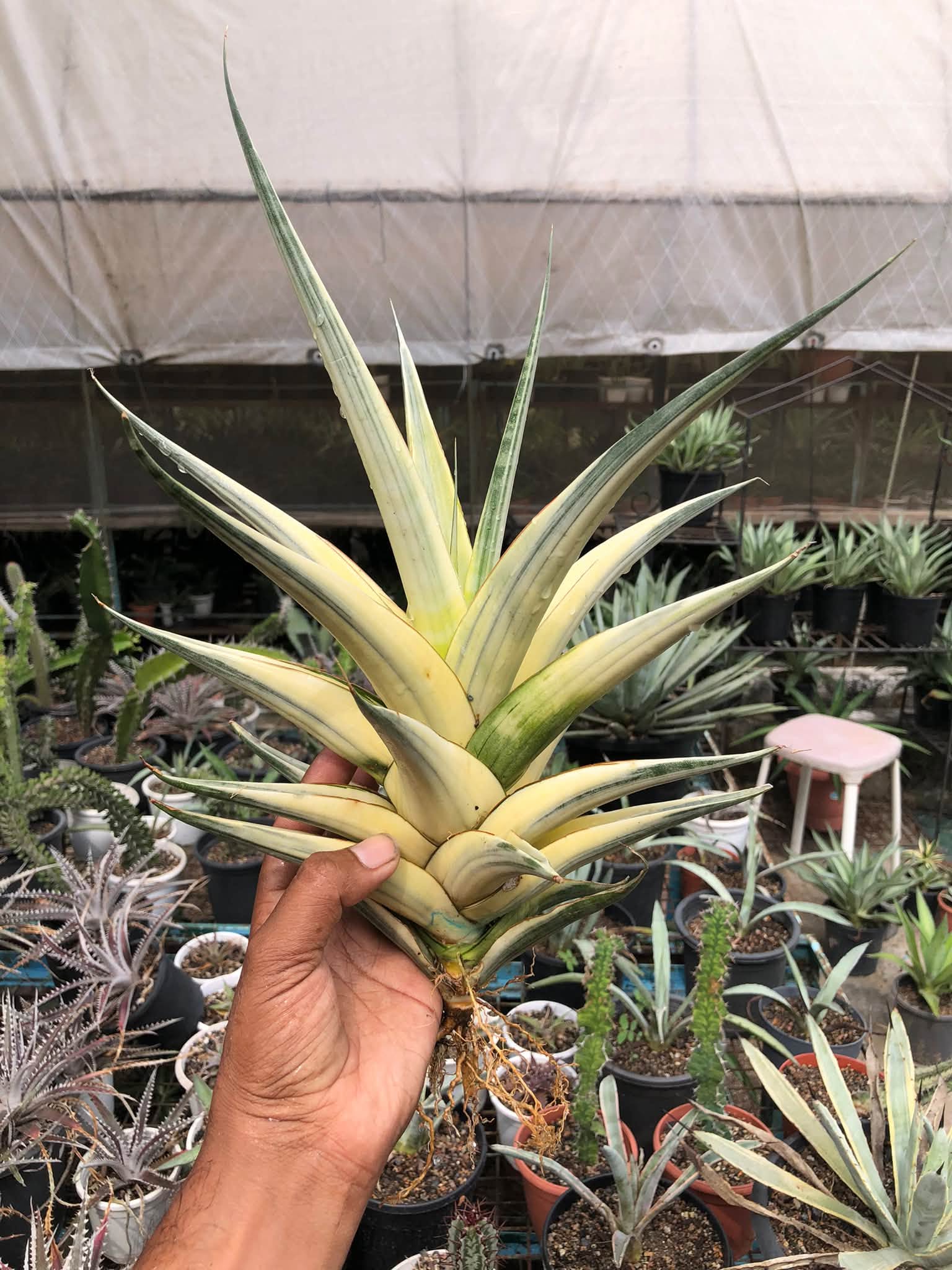 SANSEVIERIA SNOW WHITE