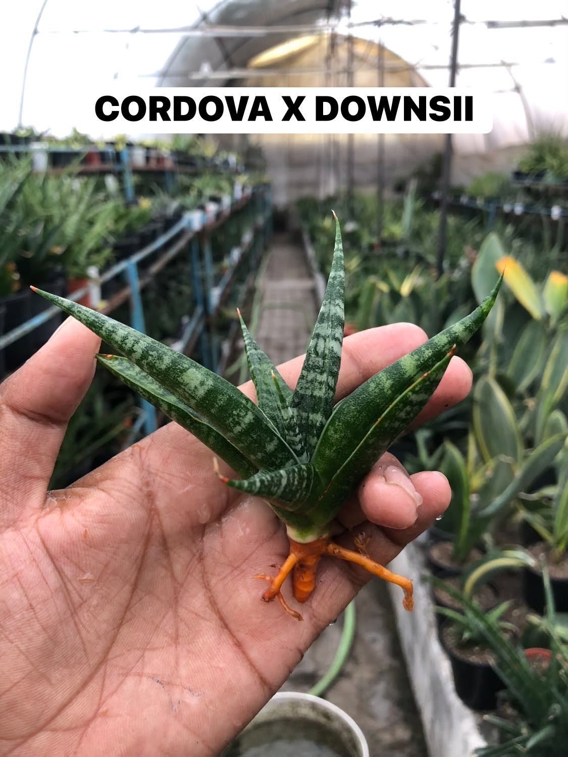 COMBO NO. 35 : COMBO OF 4 SANSEVIERIA