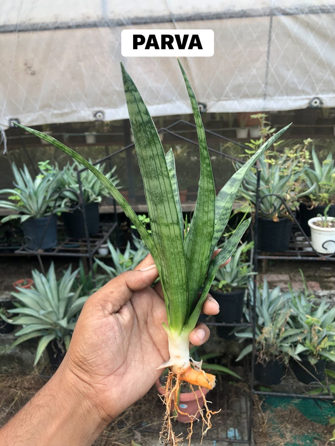Combo No 23 : Six Sansevieria