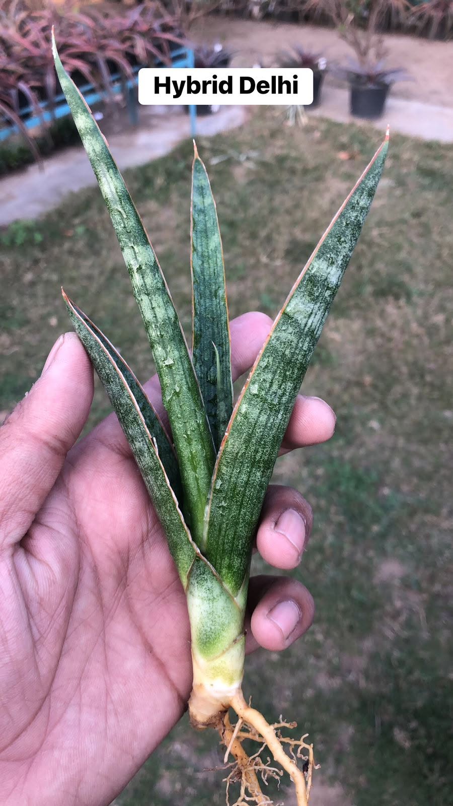 Combo of 10 different Sansevieria