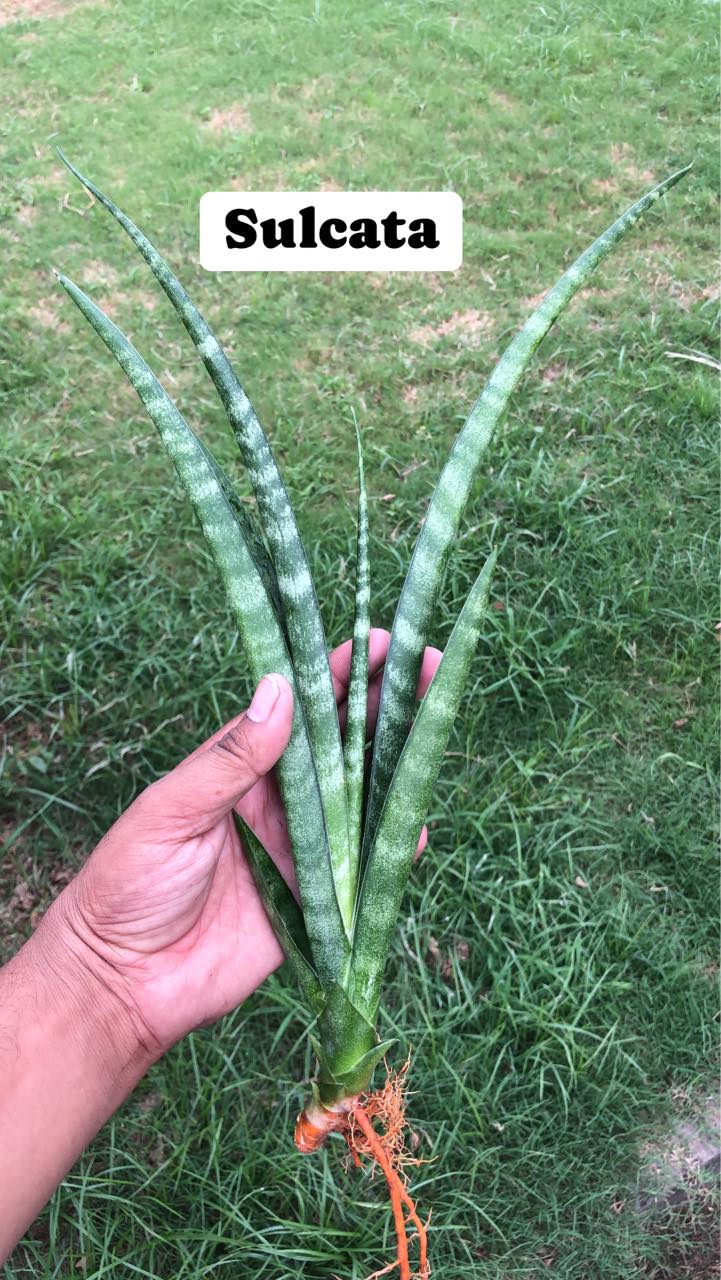 Sansevieria Combo Offer Of 6 (U)