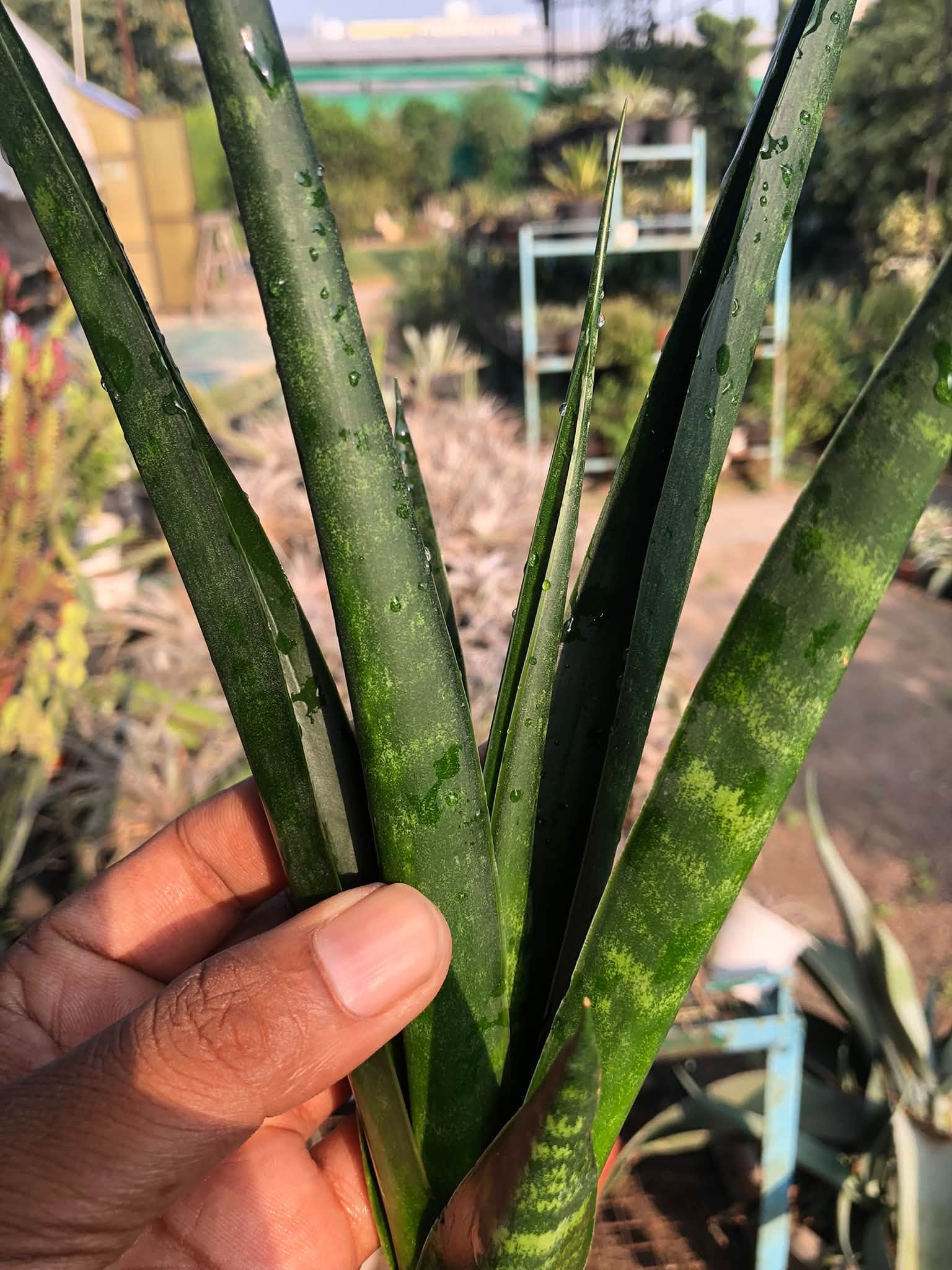 SANSEVIERIA BLACK MLANDI
