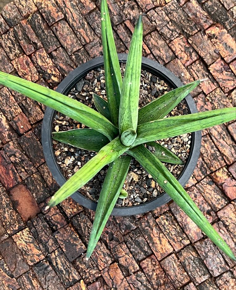 Sansevieria 'Stardust'