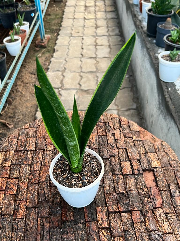 Sansevieria Trifaciata 'Green Arrow'