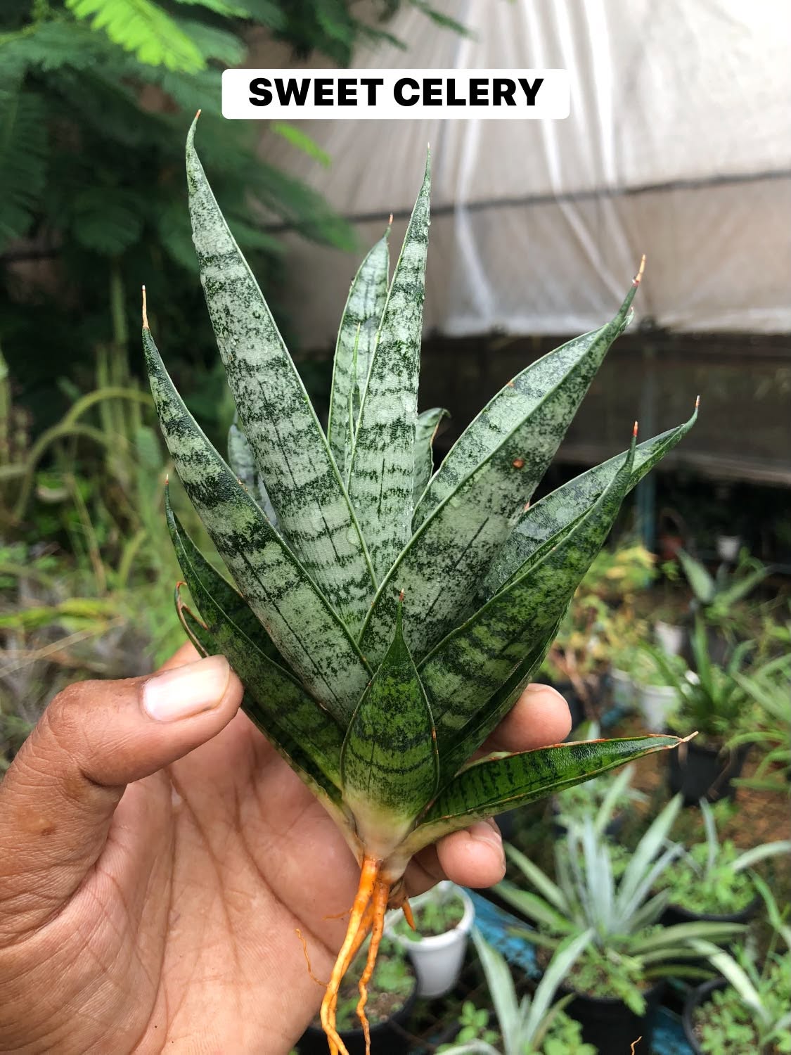 Combo No 27 : Sansevieria COMBO OF 3 PLANTS