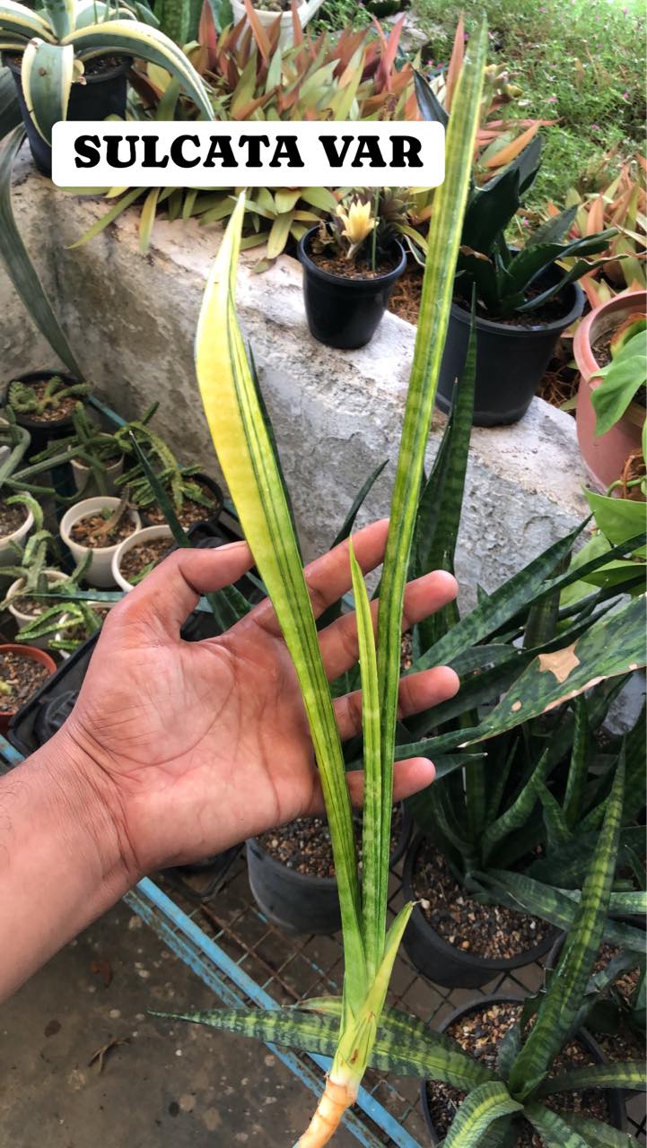 Sansevieria Combo (X) Offer Of 5 Variegated sansevieria