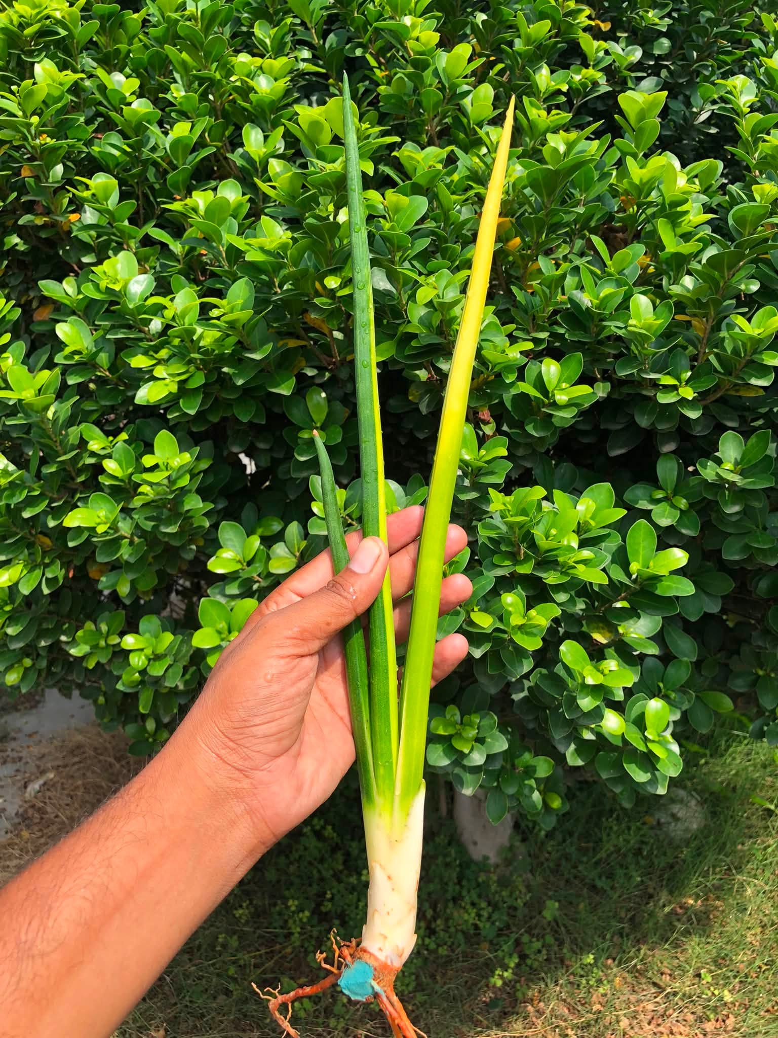Sansevieria ERYTHRAEAE VARIEGATED