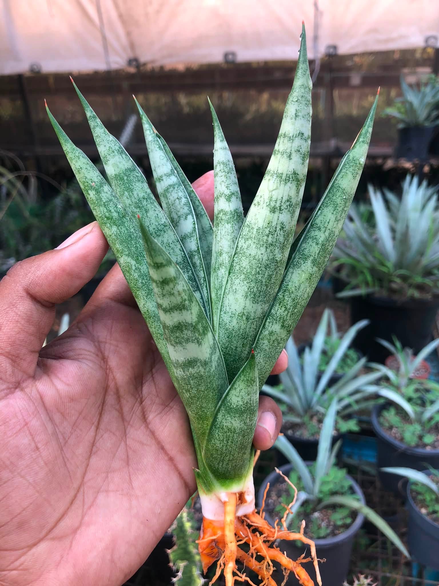 Combo No 24 : Sansevieria PAGODA AND PAGODA BLACK