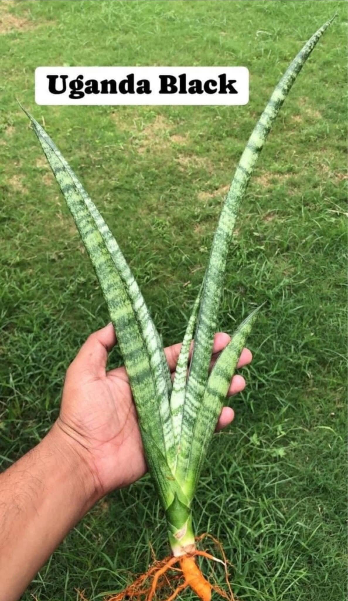 Sansevieria Combo of 7 LARGE PLANTS