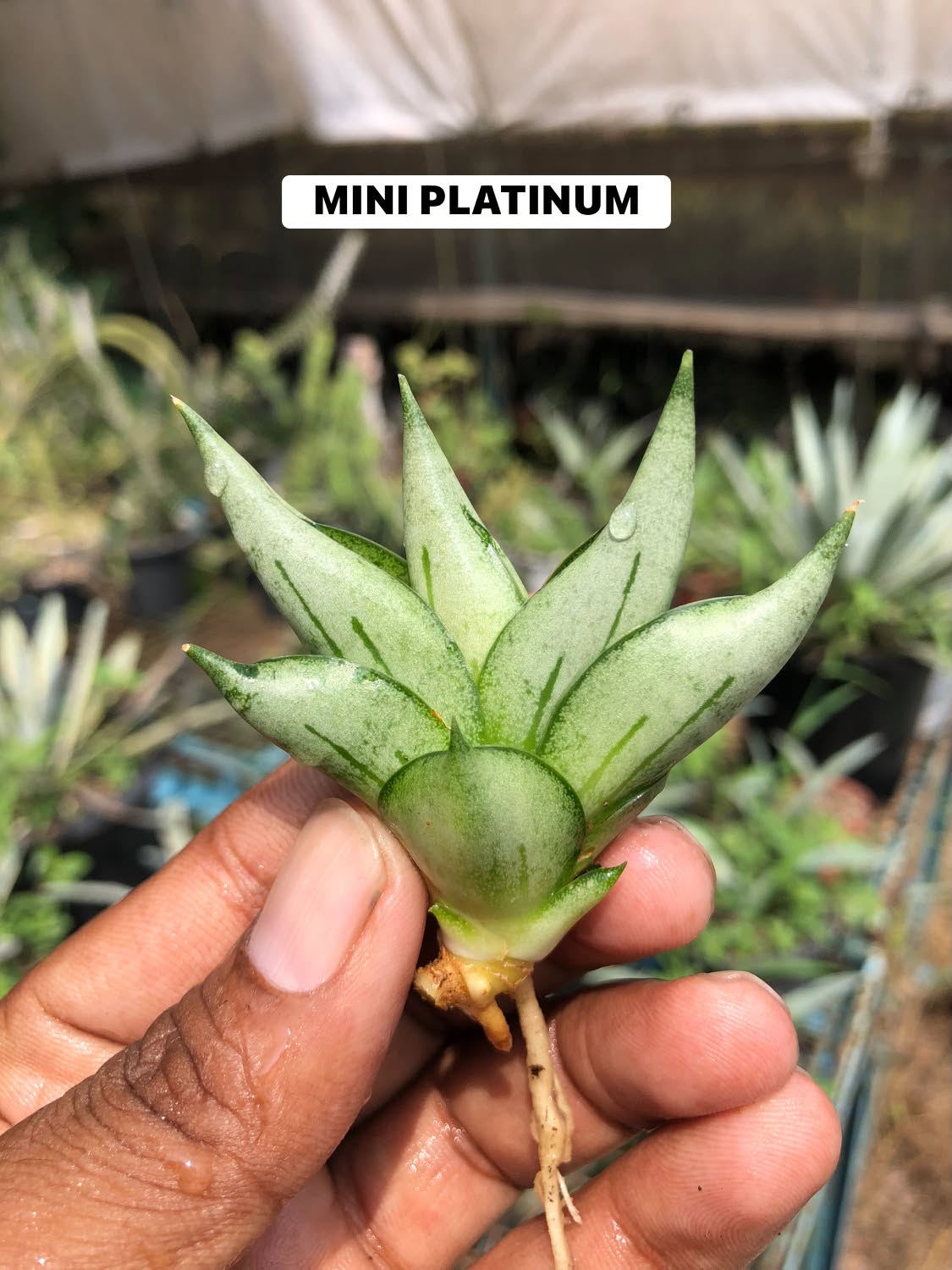 COMBO NO 28 : 3 MINI SANSEVIERIA