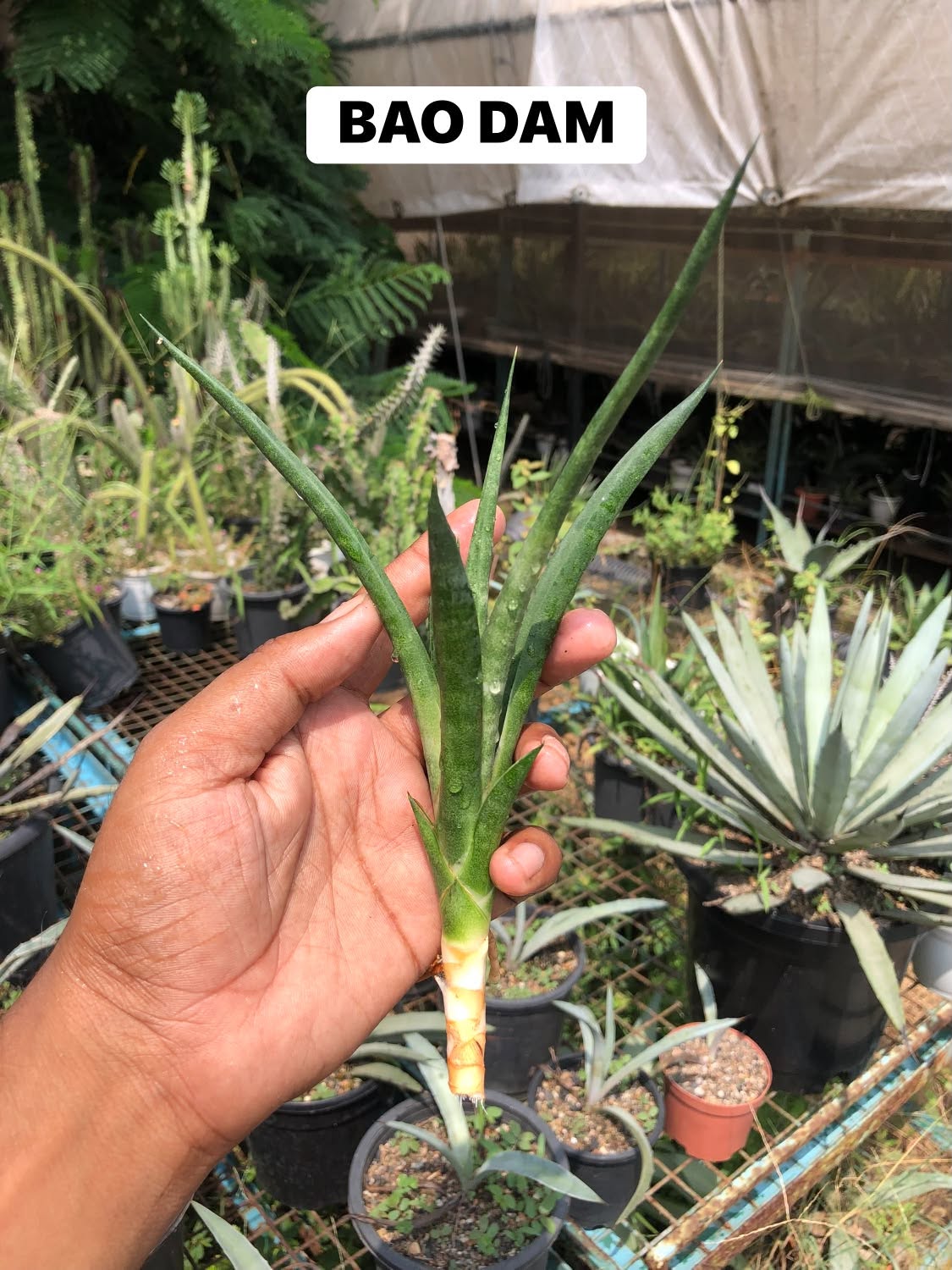 Combo No 21 : Six Popular Sansevieria
