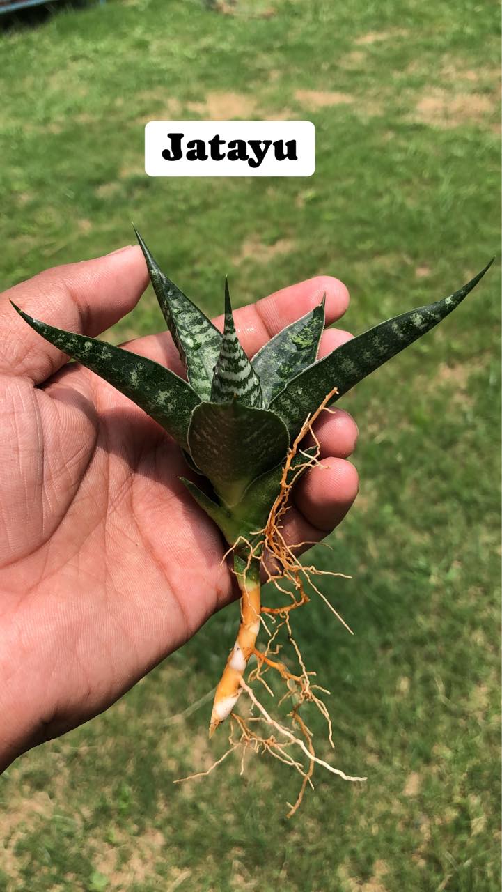 COMBO OF Eight Indonesian Hybrids of Sansevieria named on Hindu Gods and Godesses and from Hindu Mythology