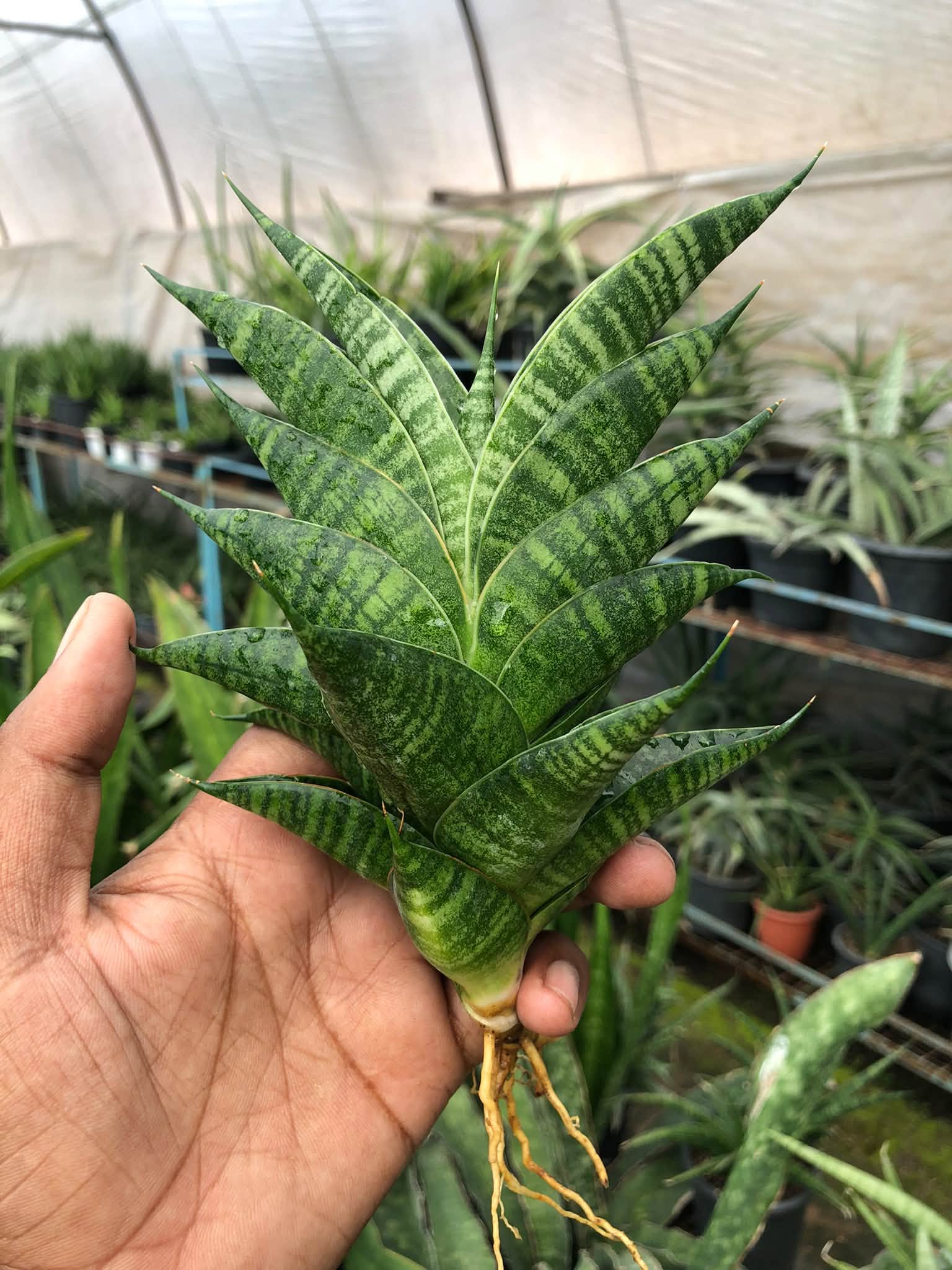 SANSEVIERIA SINDORO