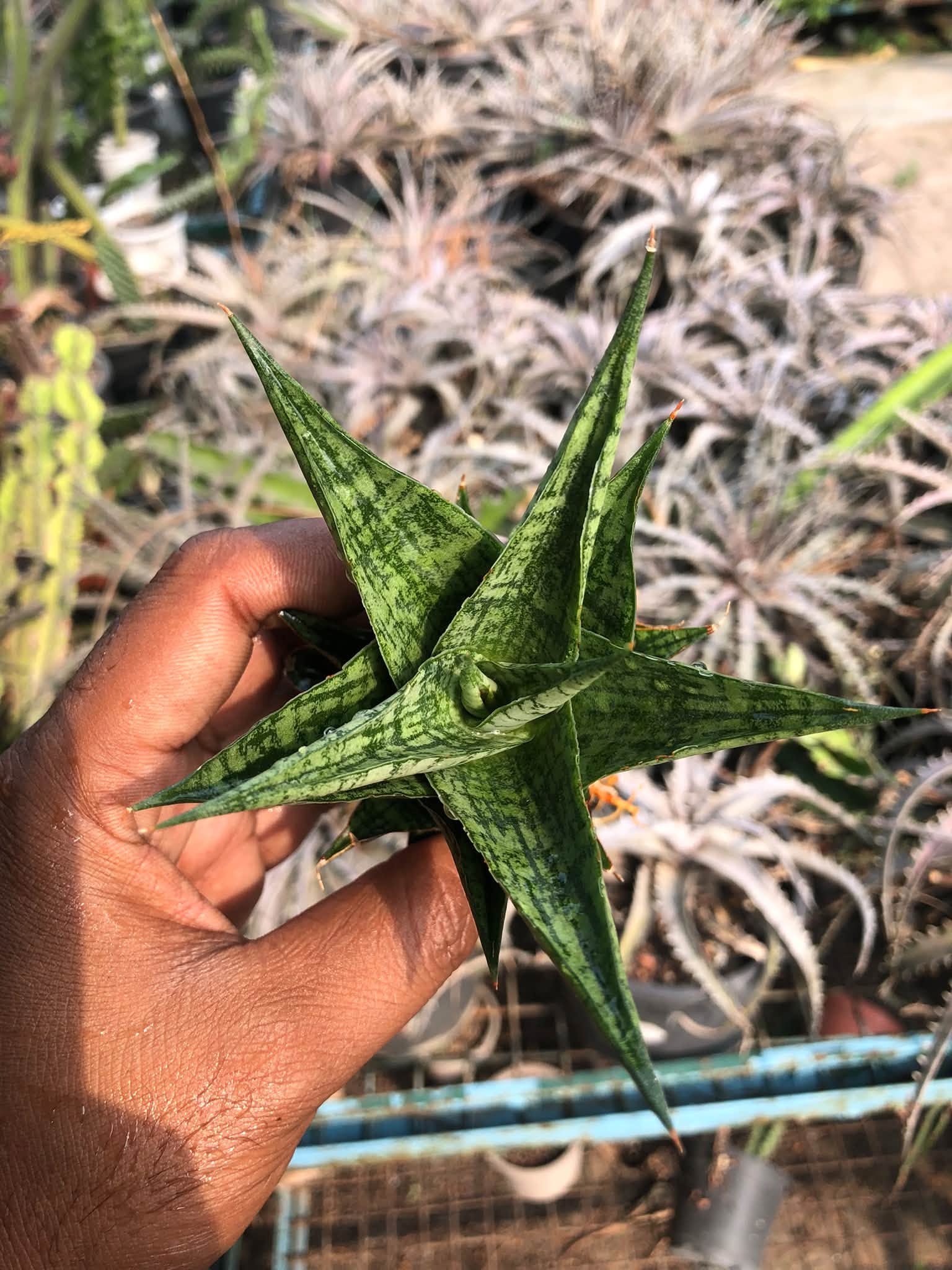 SANSEVIERIA WIN WIN MINIATURE VARIETY