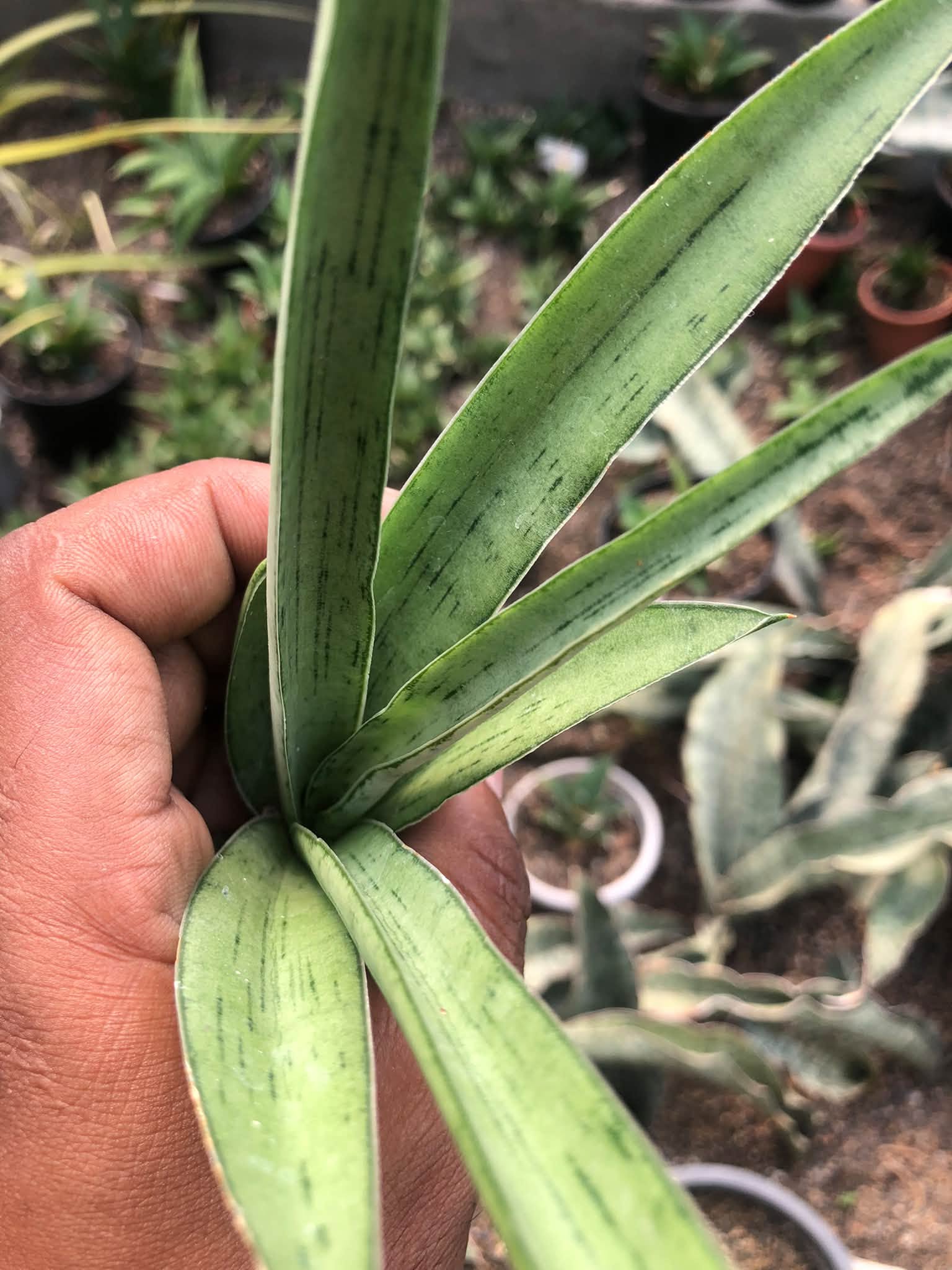 SANSEVIERIA KUMARA