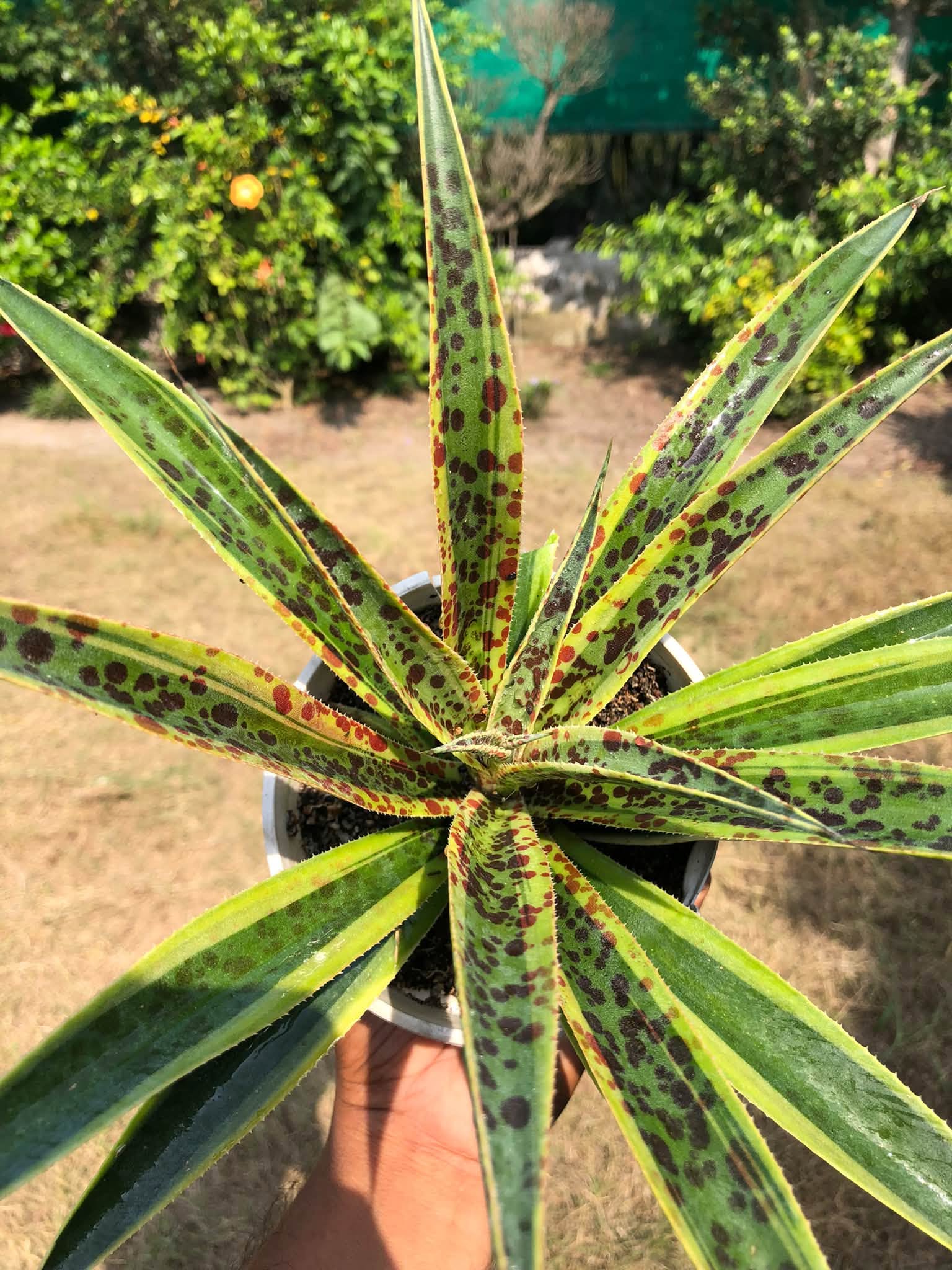 MANGAVE PINEAPPLE PUNCH HEALTHY LARGE PLANT