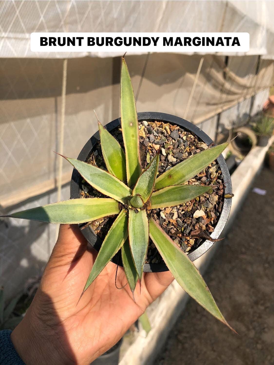 #121 AGAVE/MANGAVE COMBO OF 9 PLANTS