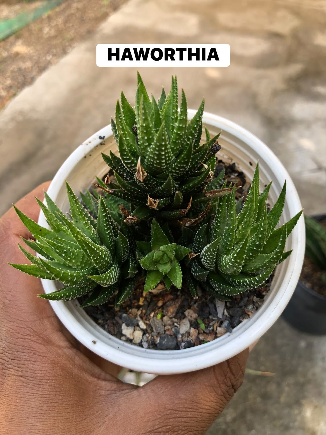 COMBO NO. 38 : COMBO OF 4 DIFFERENT PLANTS