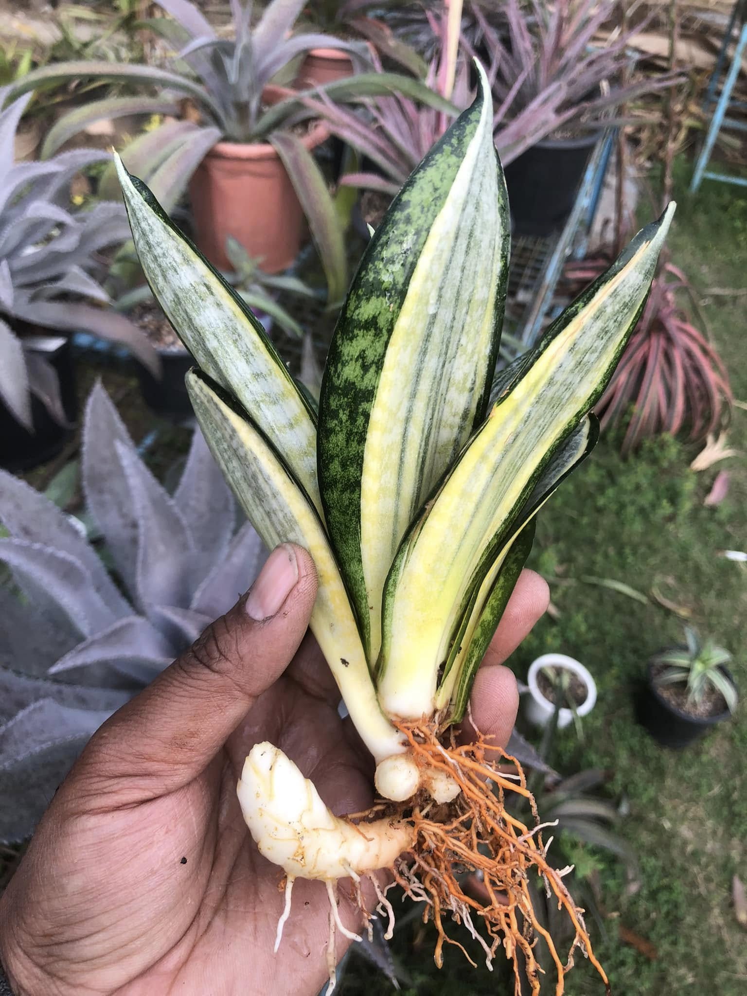 Sansevieria Hahnii Silver Zebra