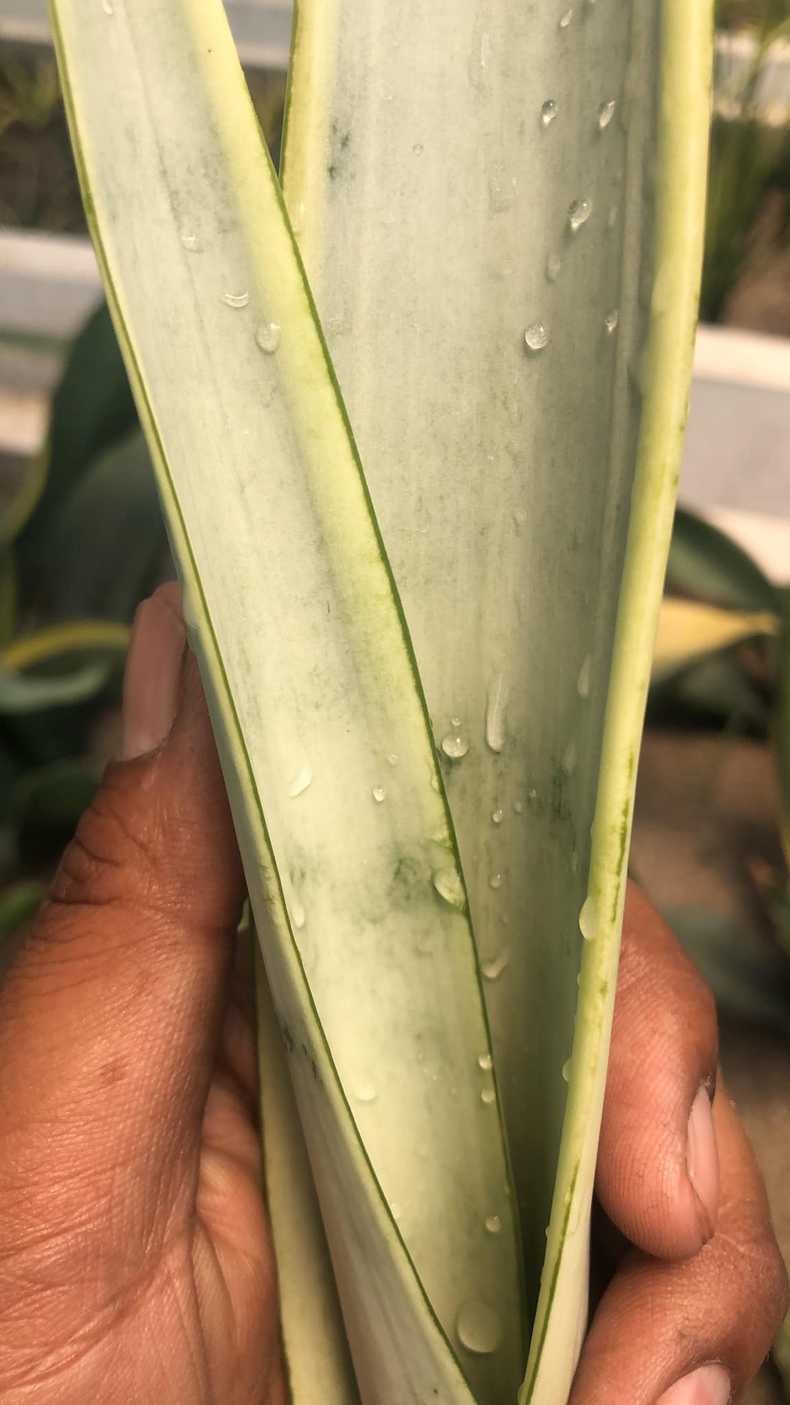 Sansevieria Silver Laurantii