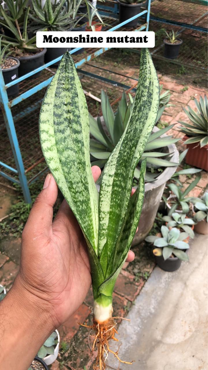 #112 COMBO OF FIVE RARE SANSEVIERIA TRIFASCIATA of NEW GENERATION