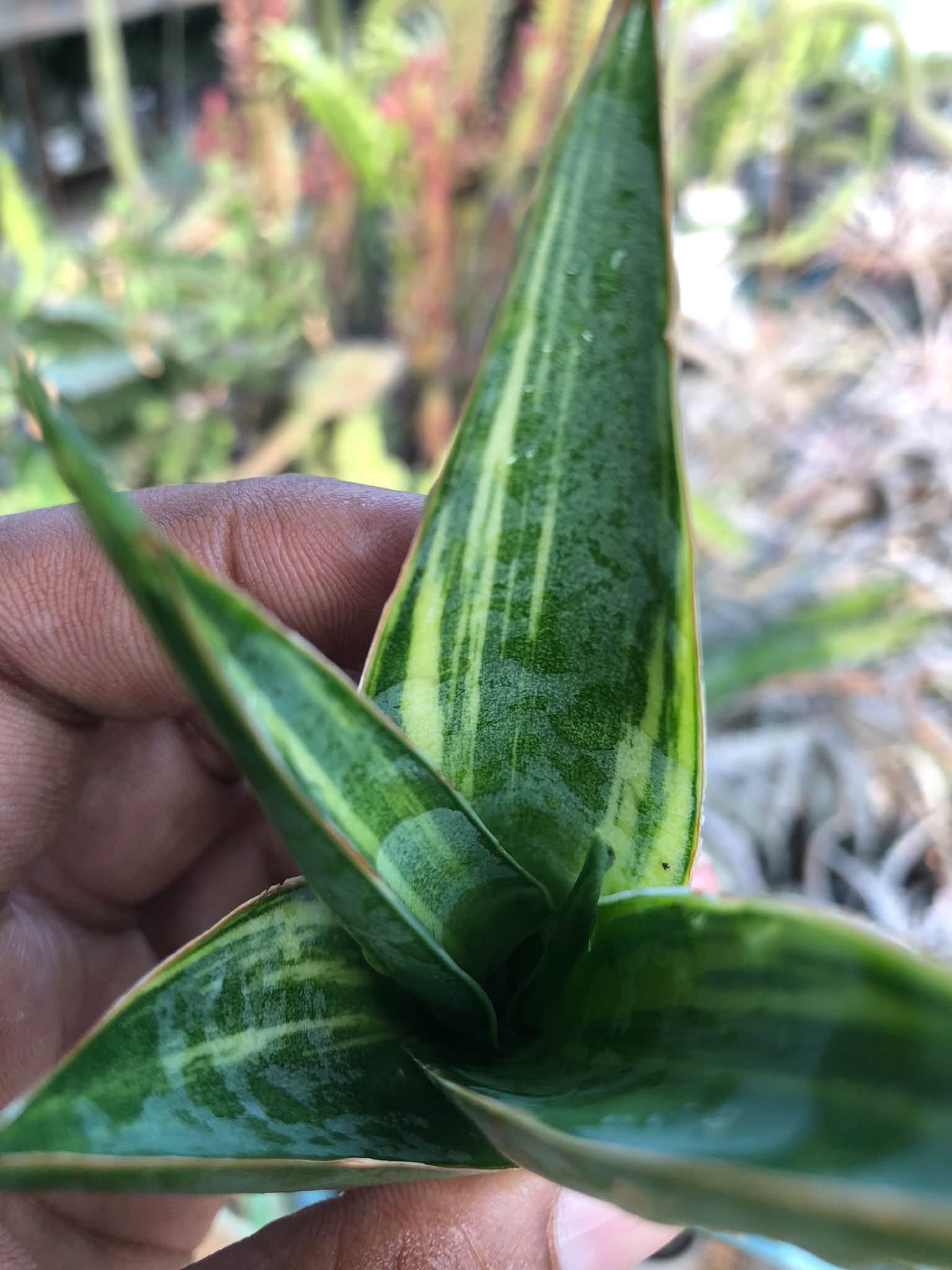 Sansevieria LUNA VARIEGATED