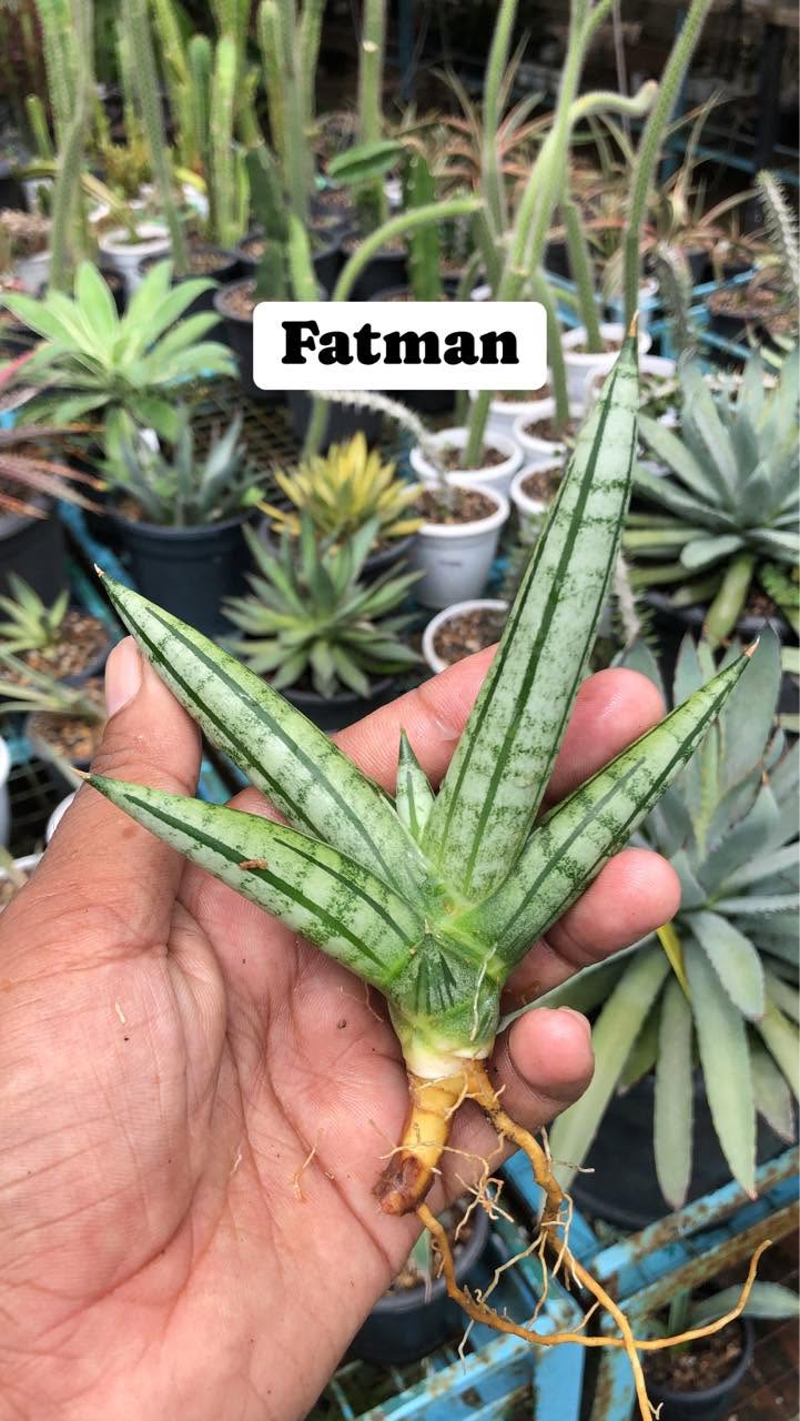 Combo of 4 Sansevieria