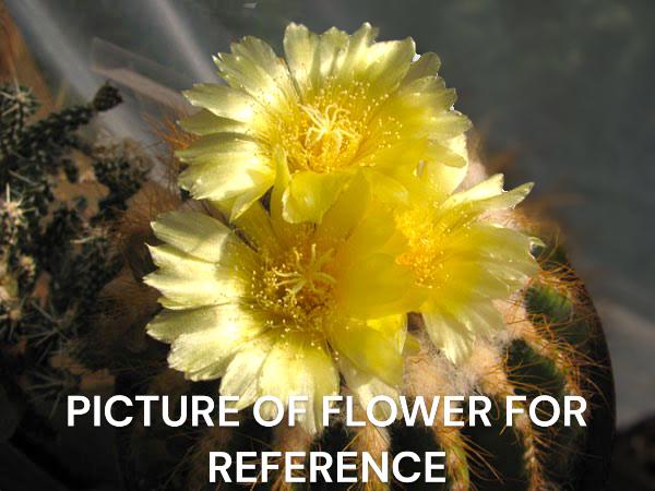 Parodia warasii (Single Head)