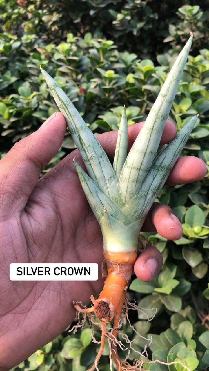 Combo of 10 sansevieria