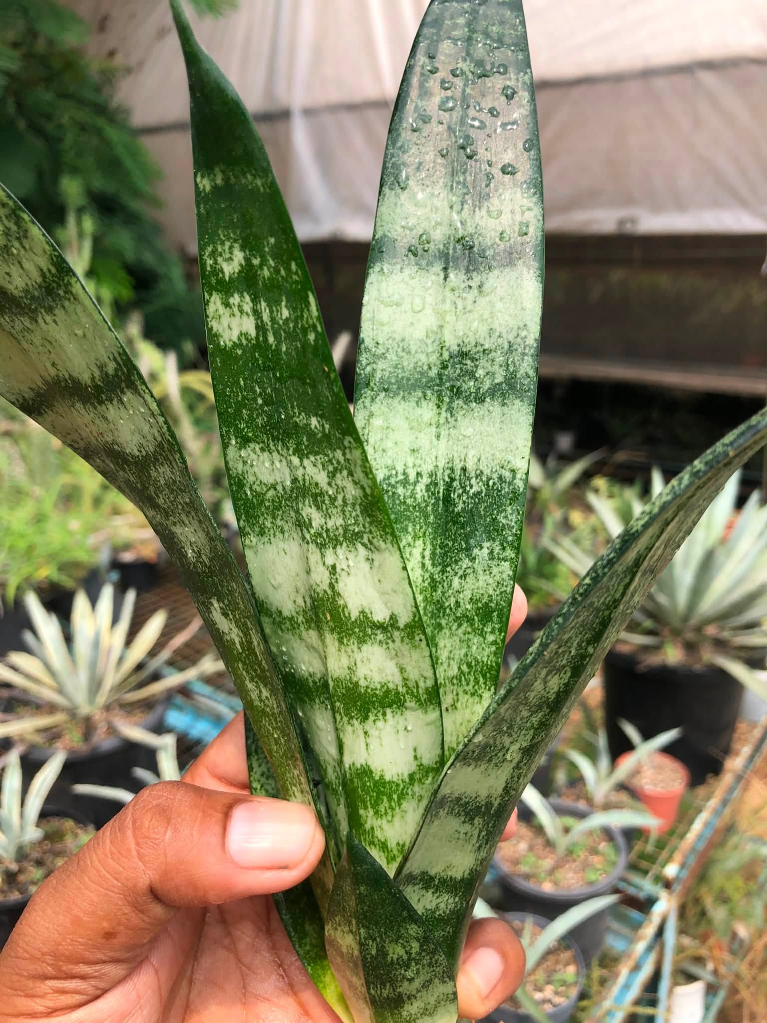 Combo No 20 : SANSEVIERIA COMBO WHITNEY AND FROZEN