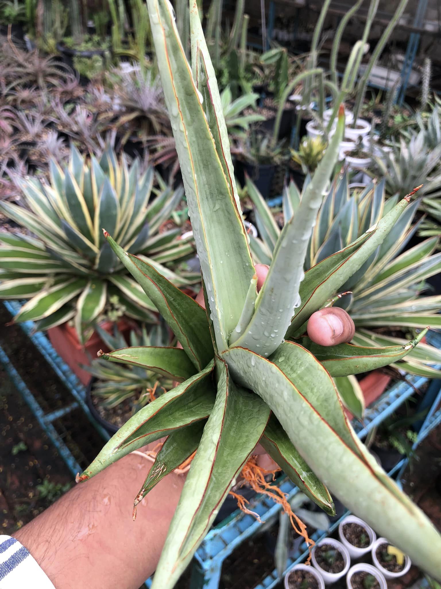 Sansevieria Chao Pharya Large Plant