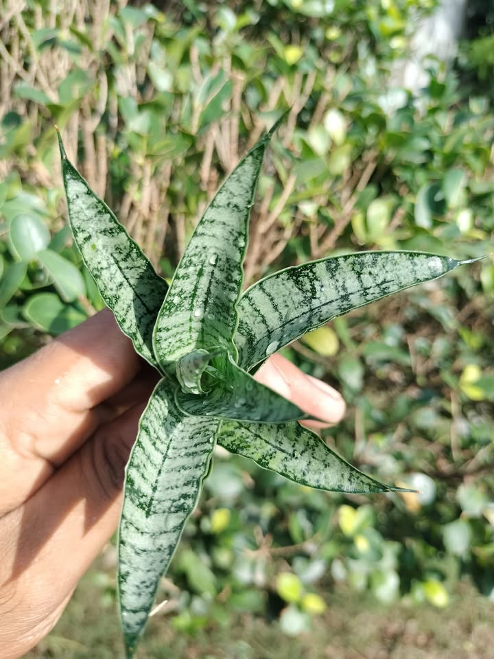 Sansevieria Combo of 7 Plants