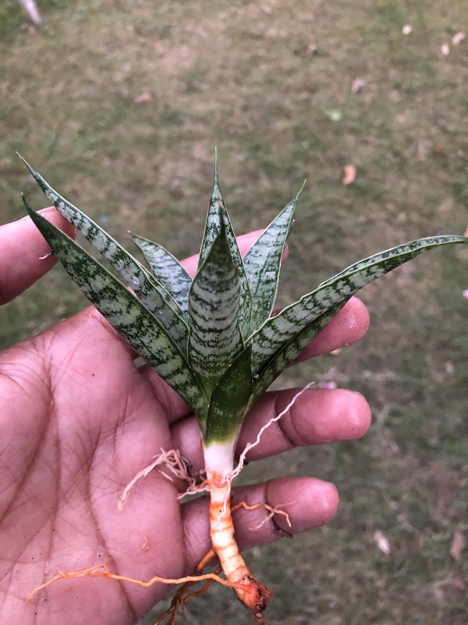 Sansevieria combo of 4 Plants