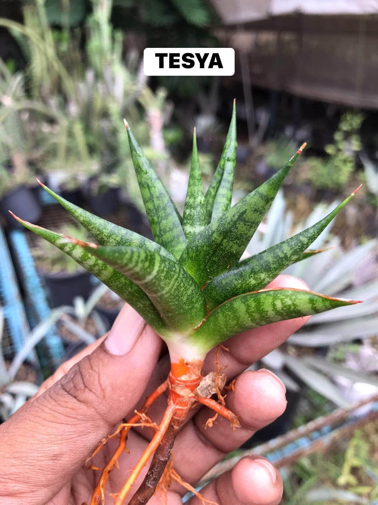 Combo No 15 : Five Popular Sansevieria