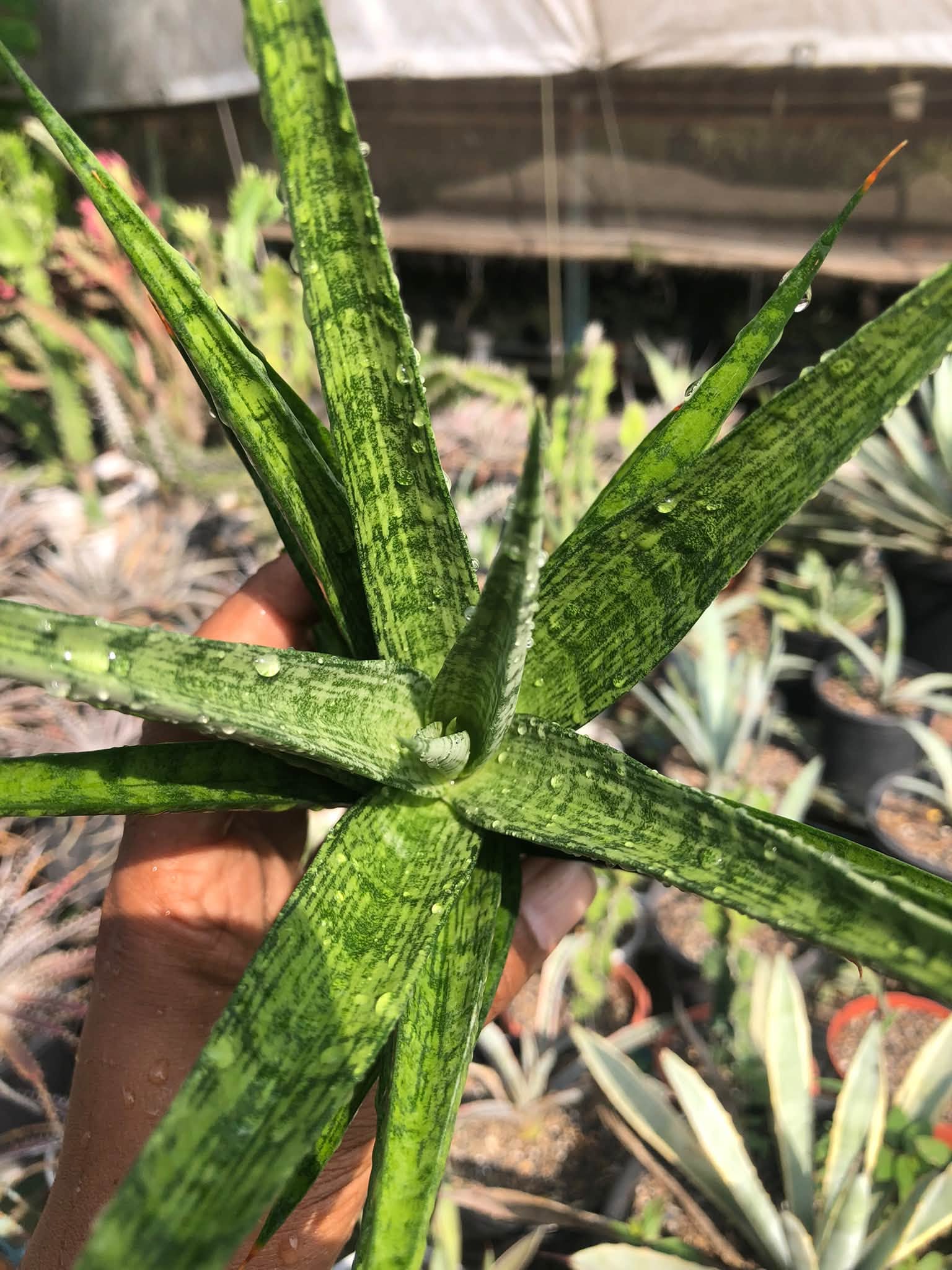 SANSEVIERIA PRIMA  HEALTHY LARGE PLANT