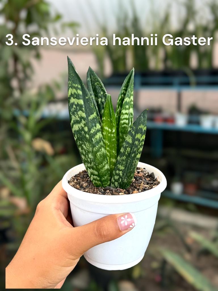 Sansevieria Combo Offer Of 3 (N)