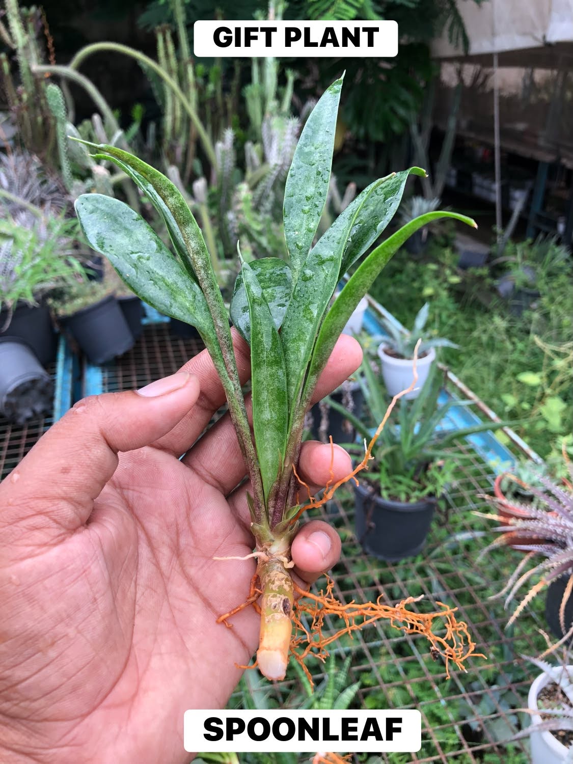 SANSEVIERIA COMBO OF 3 PLANTS