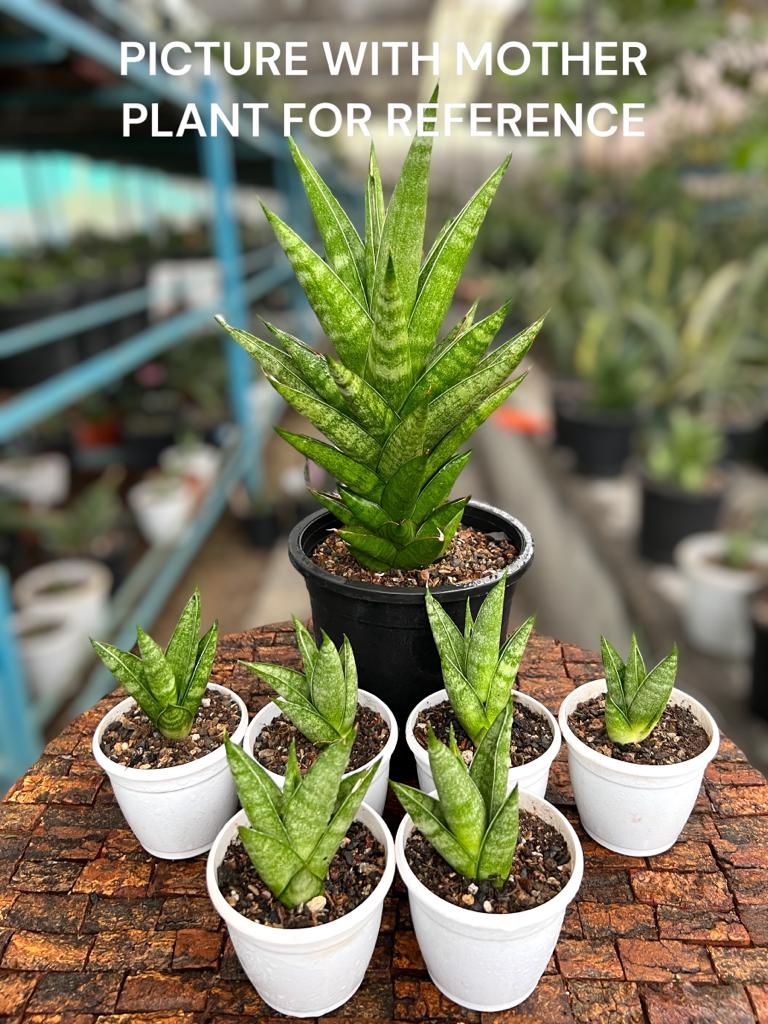 Sansevieria Pagoda