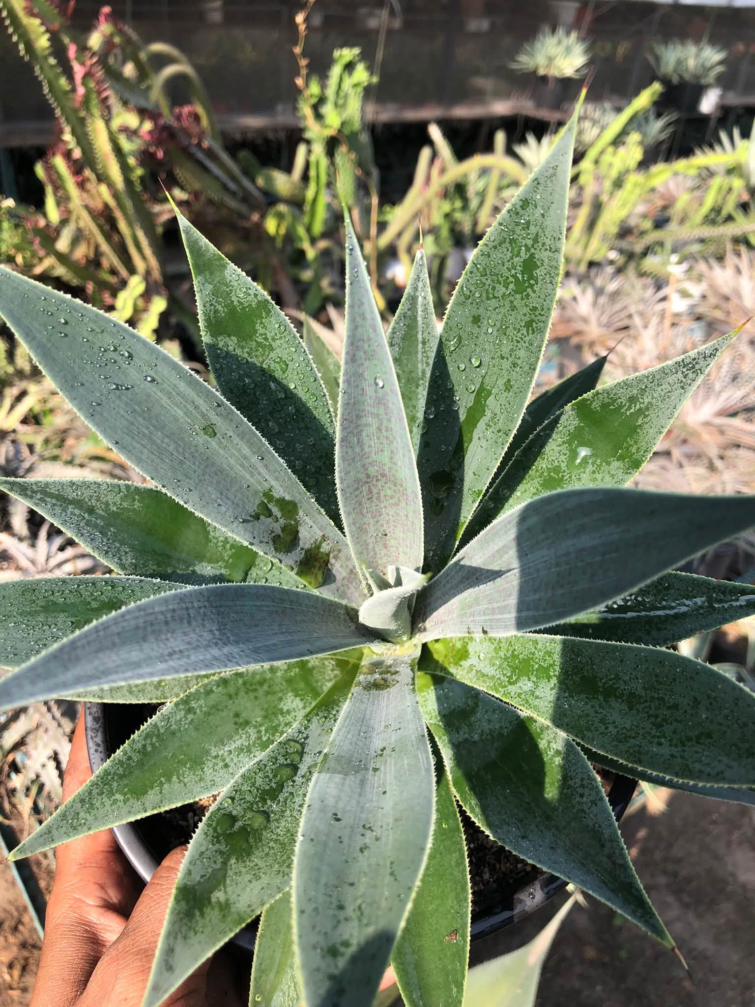 MANGAVE LAVENDER LADY