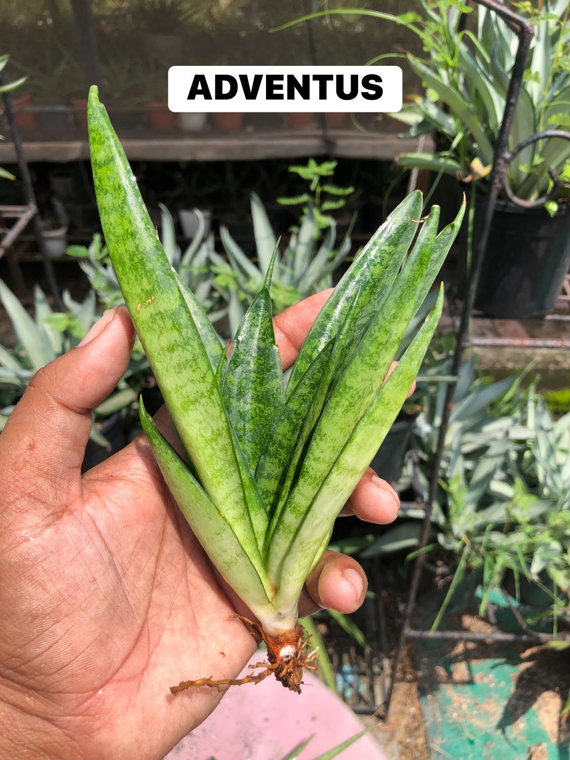 Combo No 16 : Four Popular Sansevieria