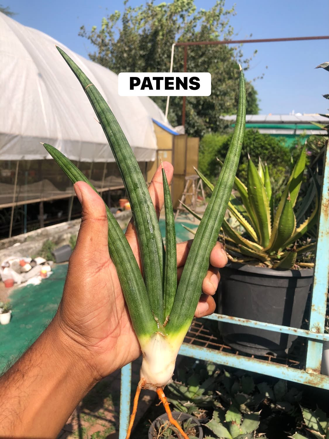 COMBO NO. 37 : Combo of 10 sansevieria